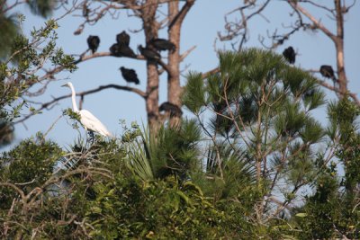 Black vulture with great egret