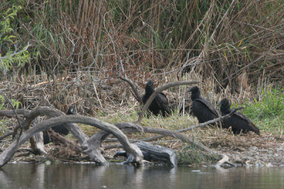 Black vulture with alligator