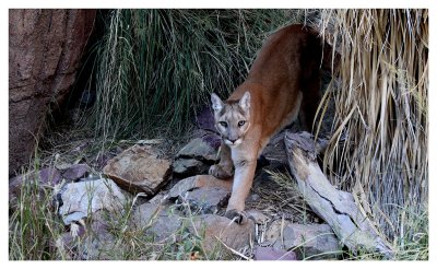 Cougar (print 52X32)