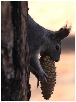 Abert's squirrel (print 29X39)