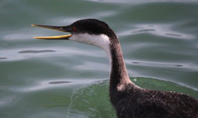 Western grebe