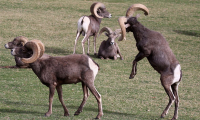 Desert bighorn rams