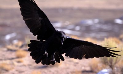 Raven