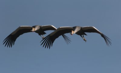 African grey crown cranes