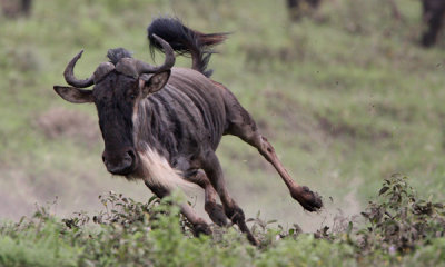 Gallery: Wildebeest