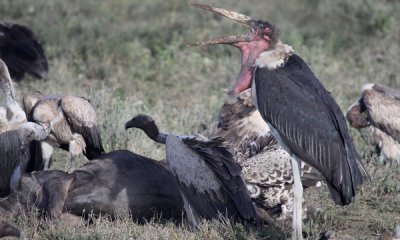 Marabou stork and vultures