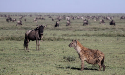 Spotted hyena with wildebeest