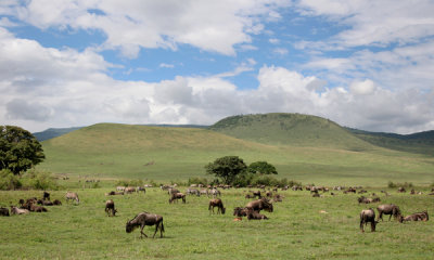Wildebeest