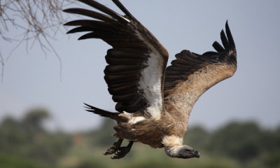 White-backed vulture