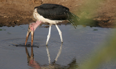 Cranes, Storks, Flamingos and Herons