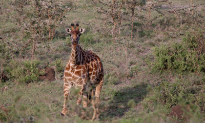 Masai giraffe