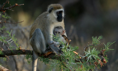 Gallery: Primates of East Africa