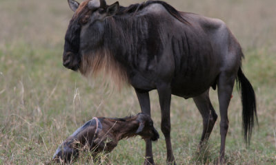 Wildebeest birth