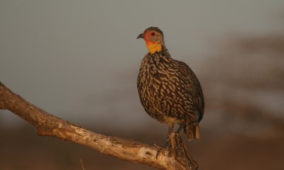 Yellow-necked spurfowl