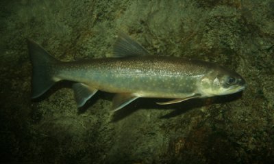 Arctic char