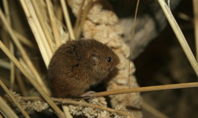 Harvest mouse (cc)