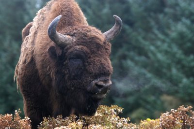 Wisent (cc)
