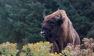 Wisent (cc)