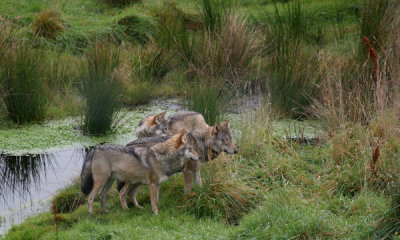 European wolves (cc)