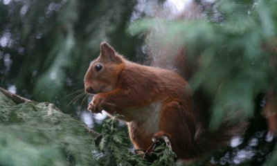 Red squirrel