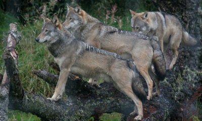 European wolf (cc)
