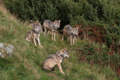 European wolf (cc)