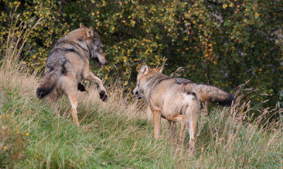 European wolf (cc)