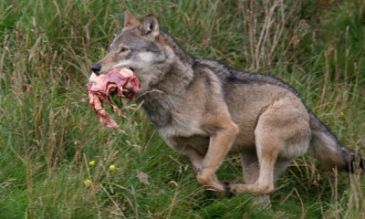 European wolf (cc)