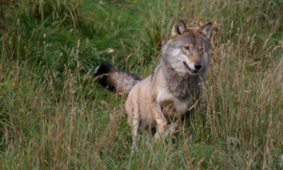 European wolf (cc)