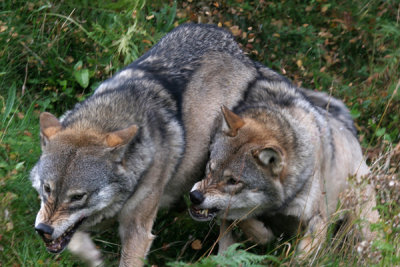 European wolf (cc)