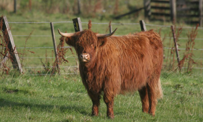 Highland cattle