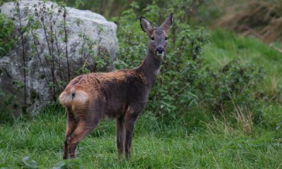 Roe deer (cc)