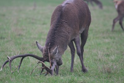 Red deer