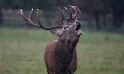 Red deer roaring