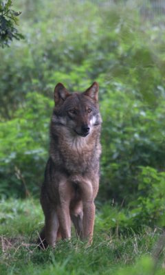 European wolf (cc)