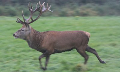 Red deer