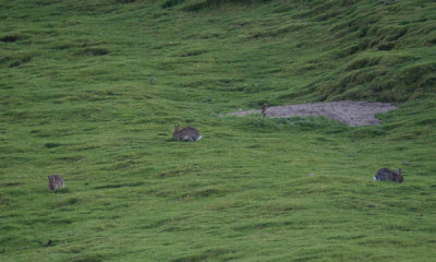 European rabbit