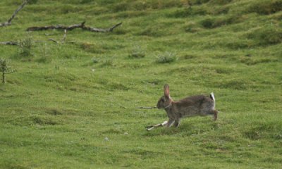 European rabbit