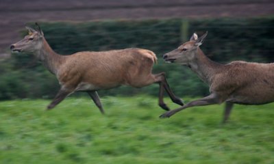Red deer (cc)