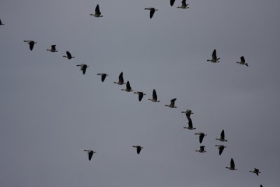 Pink-fronted geese