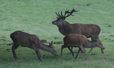 Red deer (cc)