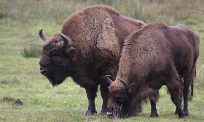 Wisent (cc)