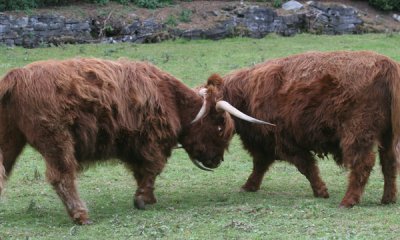 Highland cattle sparring