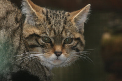 European wildcat (cc)