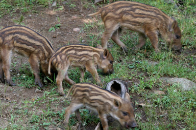Wild boar (cc)