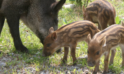 Wild boar (cc)