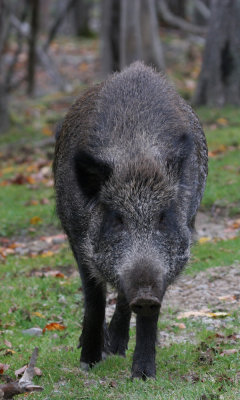 Wild boar (cc)