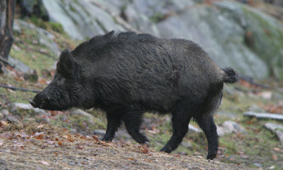 Wild boar (cc)