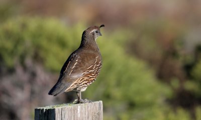 California quail