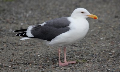 California gull